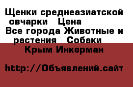 Щенки среднеазиатской овчарки › Цена ­ 20 000 - Все города Животные и растения » Собаки   . Крым,Инкерман